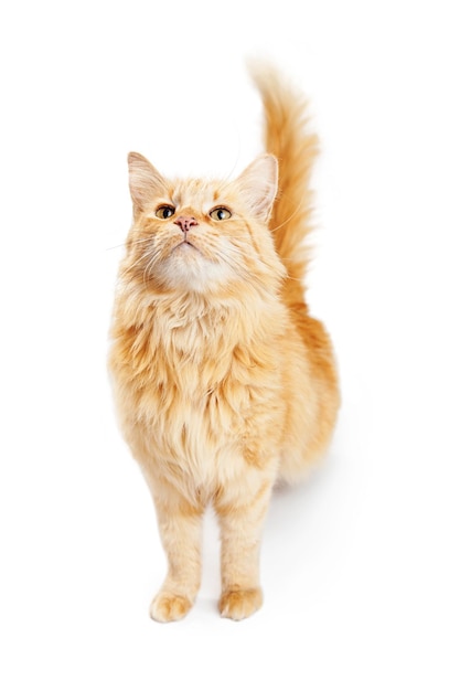 見上げる美しいオレンジ色のぶち猫