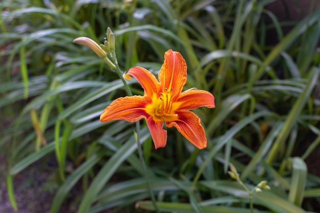 Beautiful orange tiger lily in pot