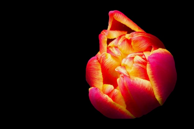 Beautiful orange tulip on a black background Background beautiful flower