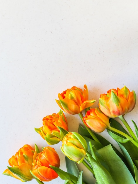 Beautiful orange tulips on white backdrop perfect for background greeting card vertical