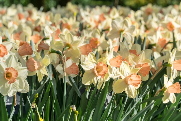 Beautiful orange and white daffodil