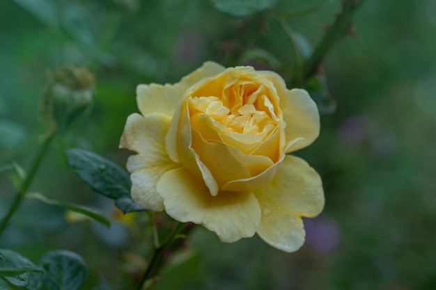 Beautiful orange yellow roses in the garden