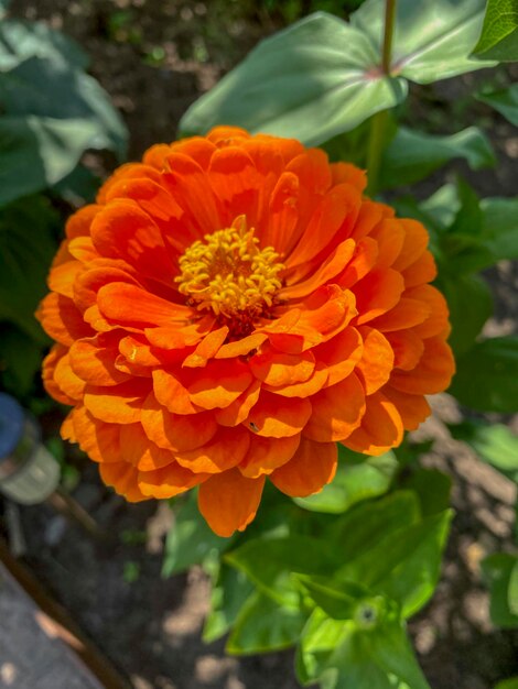 Beautiful orange zinnia flower with green leaves in the garden