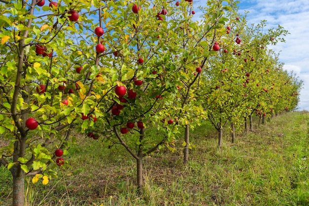 Foto bellissimo frutteto di mele mature in una giornata di sole