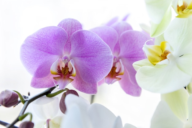 Beautiful orchid blossom on green brunch close up