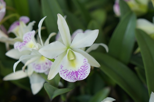 Beautiful orchid flower background blooming sunlight