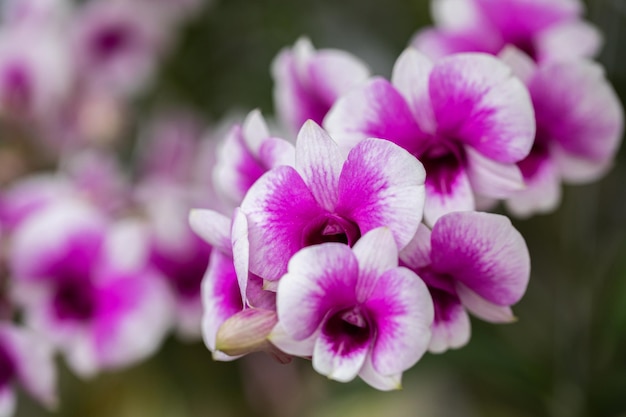 Beautiful orchid flower blooming at rainy season Dendrobium orchid