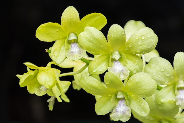 Beautiful orchid flower blooming at rainy season Dendrobium Orchidaceae