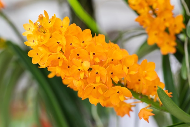 Beautiful orchid flower blooming at rainy season Rhynchostylis Orchidaceae