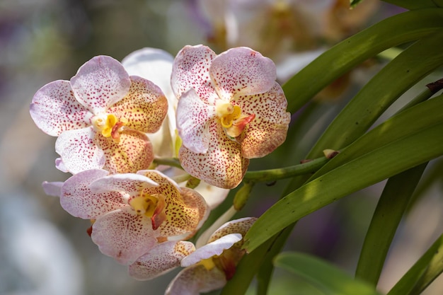 Красивый цветок орхидеи, цветущий в сезон дождей Vanda Orchidaceae