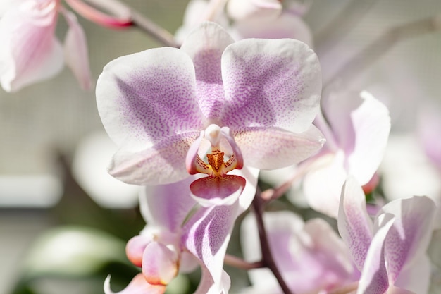 Красивый цветок орхидеи, цветущее домашнее растение, макрос