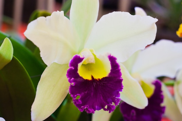 Beautiful orchid flower over blur background in exhibition