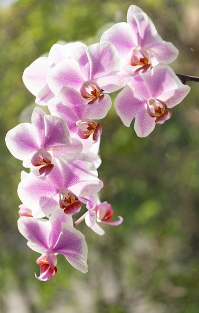 美しい蘭の花の枝の紫色。花のマクロ撮影。植物相と自然のクローズアップ。紫の蘭の花。