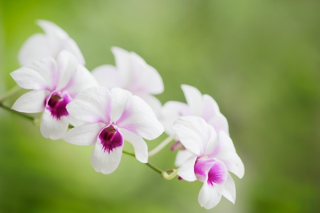 Beautiful orchid flower on green background.