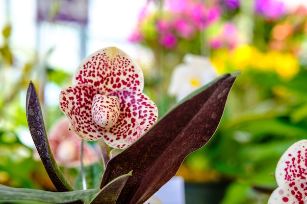 美しい蘭の花と庭の緑の葉の背景