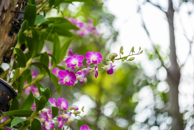 Beautiful orchid flower and green leaves background in the garden