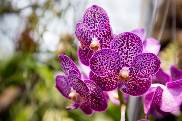 Bellissimo fiore di orchidea che cresce nel giardino