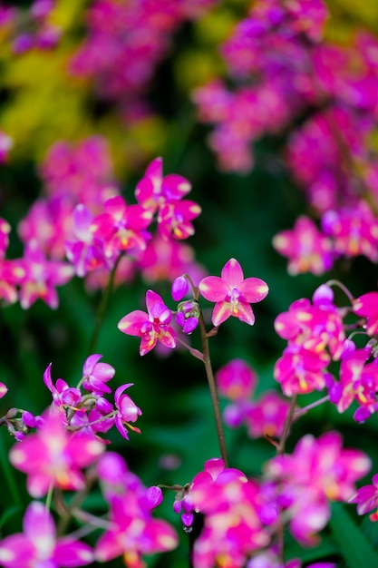 Bello fiore dell'orchidea nel giardino dell'orchidea