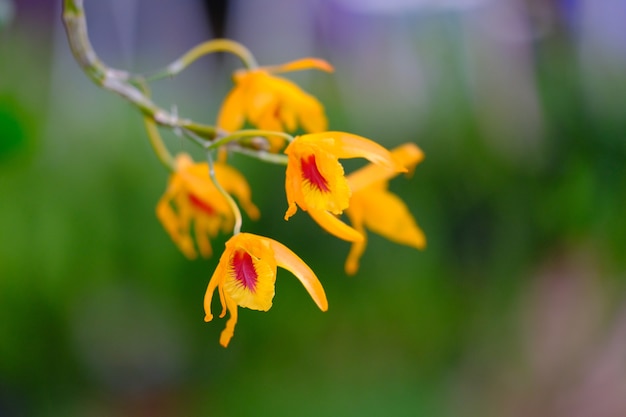 蘭の庭の美しい蘭の花