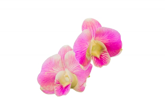 Beautiful orchid flower  on white background