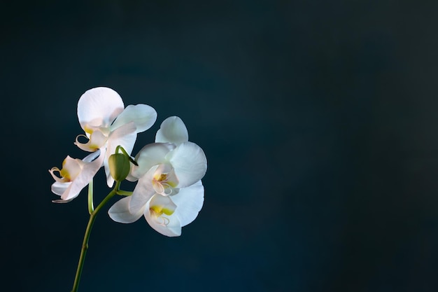 青の背景に美しい蘭の花