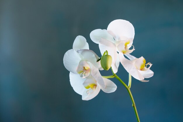 Beautiful orchid flowers on blue background