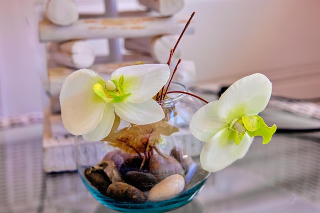 Beautiful orchid flowers in a glass vessel with decorative stones