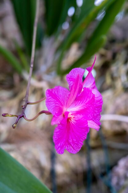 Beautiful orchid flowers growing in an orchidarium under controlled conditions