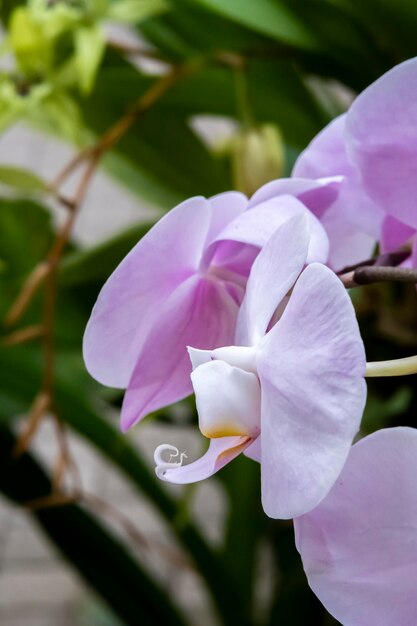 Beautiful orchid flowers growing in an orchidarium under controlled conditions