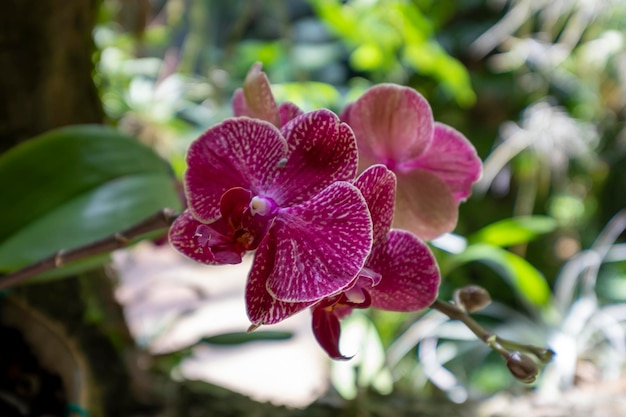 制御された条件下で蘭園で育つ美しい蘭の花