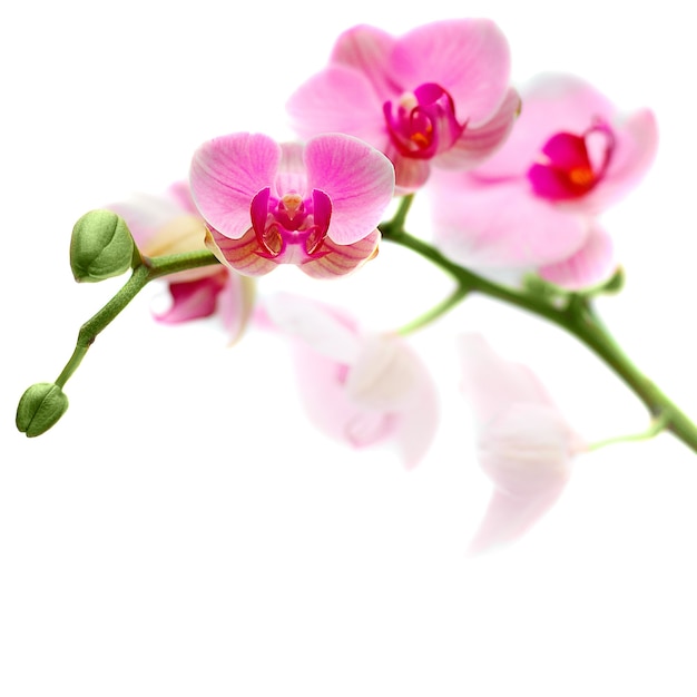 Красивые цветы орхидеи, изолированные на белом фоне