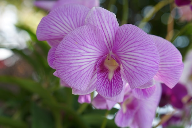 公園の美しい蘭の花