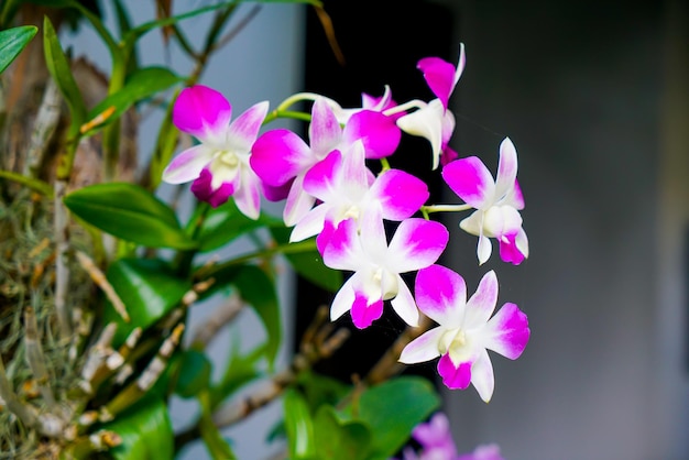 木に美しい蘭の花