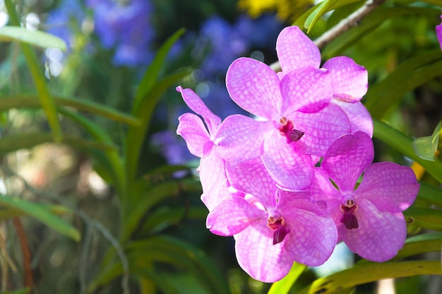 美しい蘭の花バイオレットハイブリッドバンダが庭に咲いています