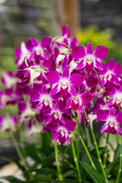 Beautiful orchid flowers