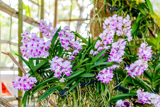 Красивая орхидея из сада