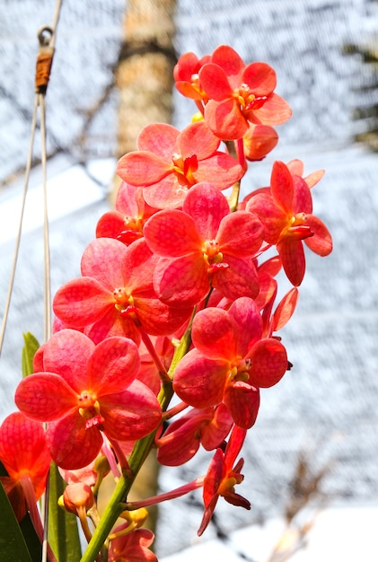 Beautiful orchid in garden