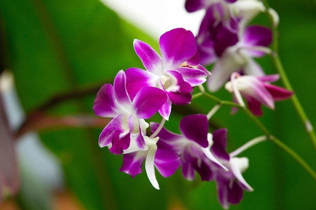 Beautiful orchid on green background