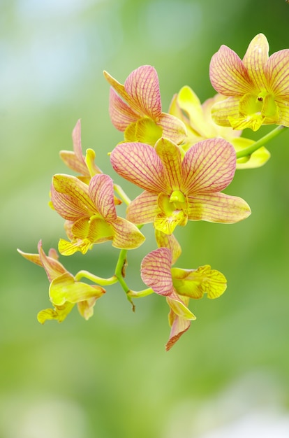 Beautiful orchid on green background