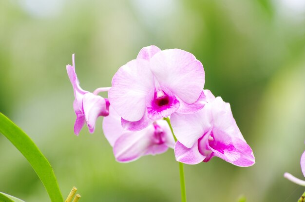 Beautiful orchid on green