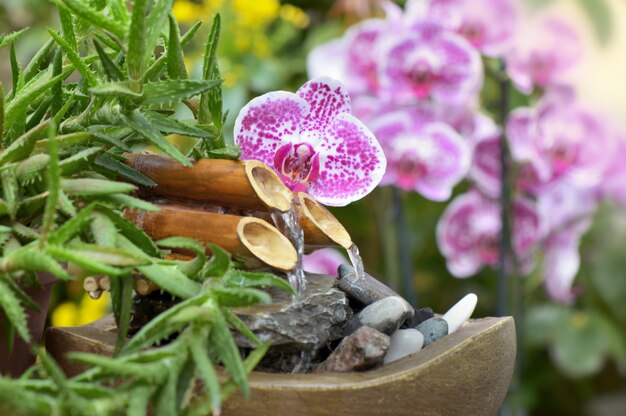 Красивая орхидея и маленький фонтан в саду