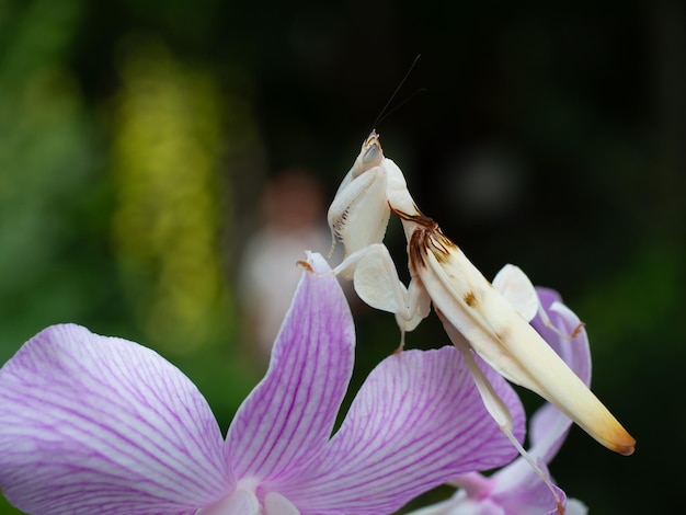 美しい蘭のカマキリが蘭の花にクローズ アップ