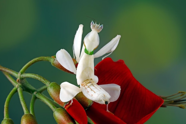 Beautiful orchid mantis closeup