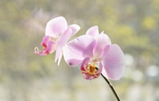 美しい蘭ラン科の花が咲く観葉植物マクロ