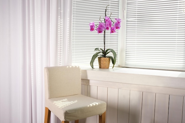 Beautiful orchid on windowsill