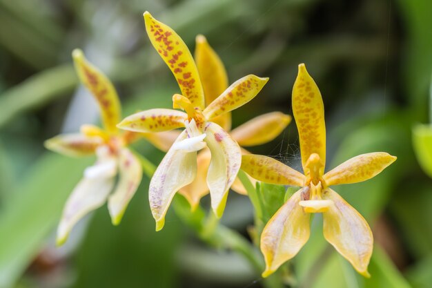 Beautiful orchid