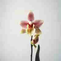 Photo beautiful orchid