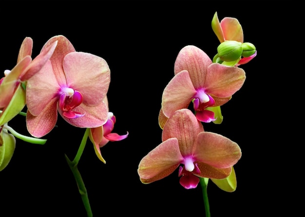 Beautiful orchids on a black background