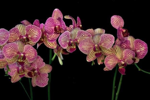 Photo beautiful orchids on a black background