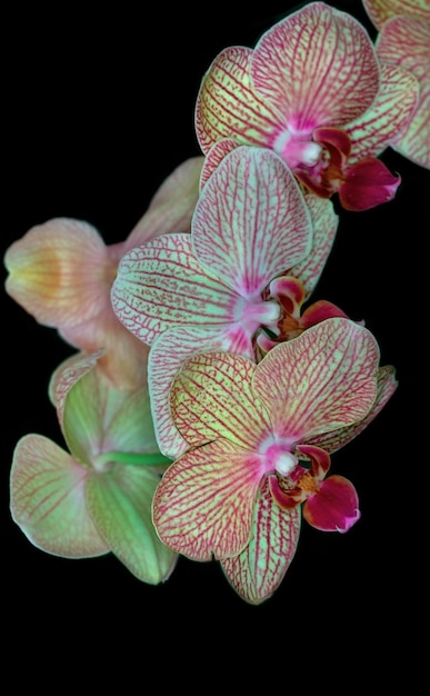 Beautiful orchids on a black background